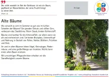 Die dreizehnte der Lebensraumtafeln zum Thema alte Bäume