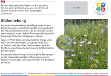 Die sechzehnte der Lebensraumtafeln zum Thema Blühmischung
