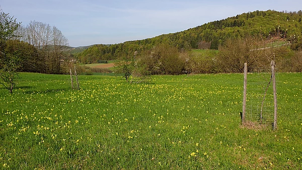 unsere Wiese im Affalterthal mit unseren gepflanzten Mehlbeeren auf der WIese blühen viele kleine gelbe Blumen