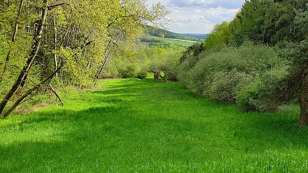 unsere Entenberg Wiese den Hang hinunter geblickt