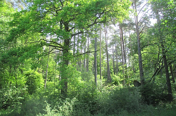 Im Wald unseres Grundstücks mit Blick in die hohen Baumkronen im Hintergrund scheint die Sonne durch das Blätterdach