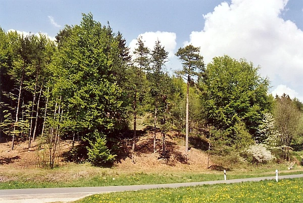 Unser Hanggrundstück in großengsee am Waldhang mit Kiefern und Buchen und der Mehlbeere