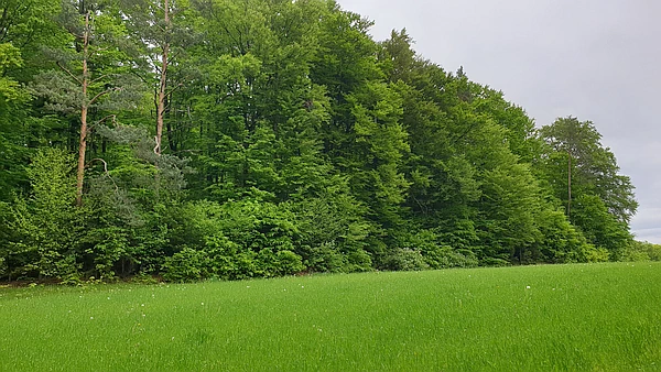 Der Waldrand unseres Grundstücks in Hohensteinmit vielen Bäumen im Vordergrund eine Wiese