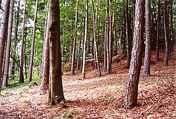 ein Waldstück mit Baumstämmen im Vordergrund und mehr im Hintergrund