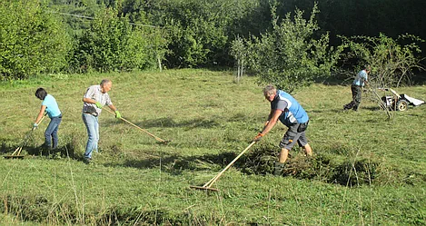 Eine Wiese mit hohem Graswuchs Vier Personen mähen das Gras ab und rechen das Heu mit Holzrechen zusammen der link führt zum vollständigen Artikel