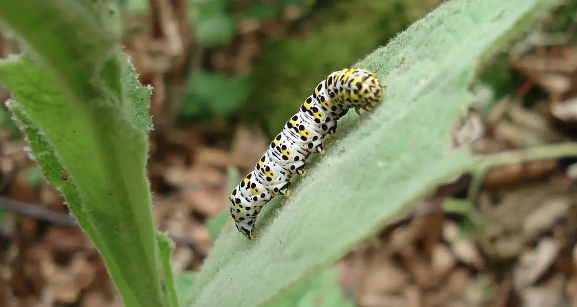 Eine Raupe des Königskerzen-Mönchs krabbelt auf einem Blattstengel