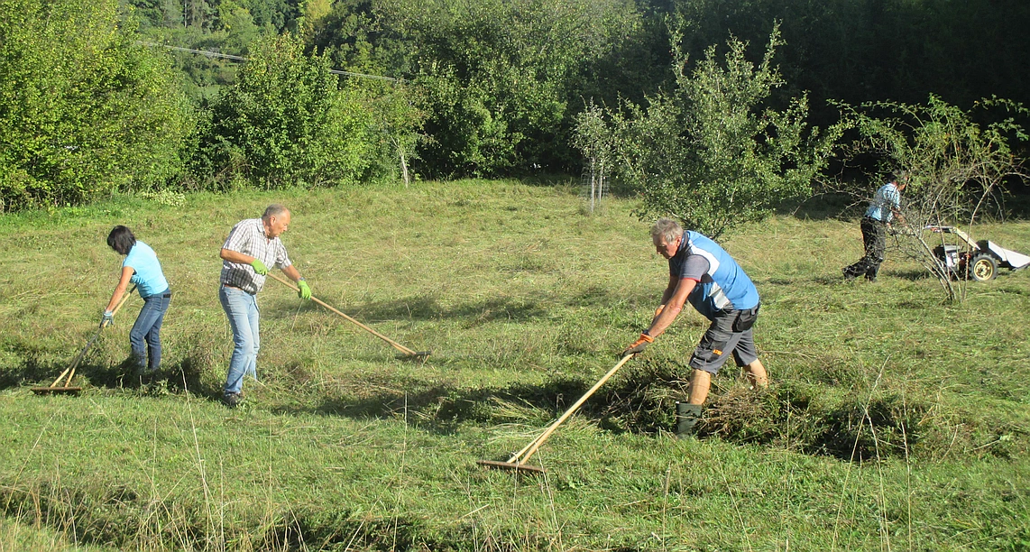 Eine Wiese mit hohem Graswuchs Vier Personen mähen das Gras ab und rechen das Heu mit Holzrechen zusammen